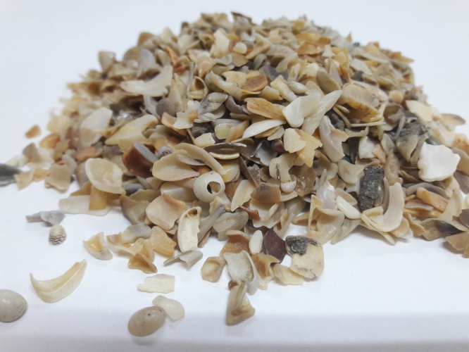 Ракушка морская Каспийская крупная 10кг 